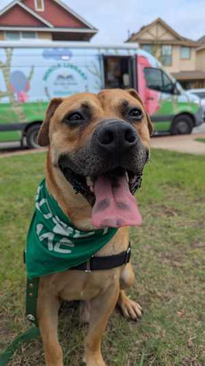 Rosco - Photo 4