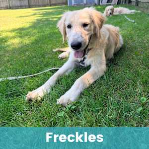 Freckles - Photo 1