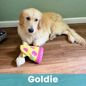 Goldie - Photo 1