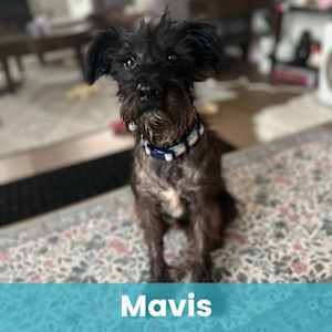 Mavis - Photo 1