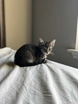 Athena - Photo 1
