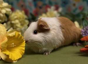 Cutie - Photo 1