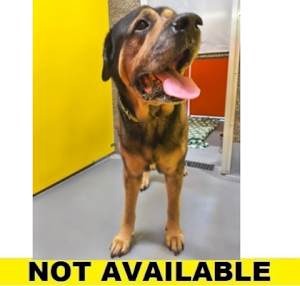 Buster - Photo 1