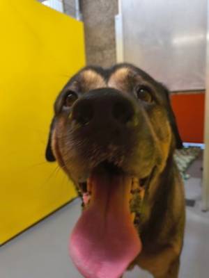 Buster - Photo 2