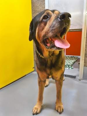 Buster - Photo 3