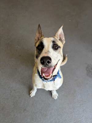 Shep - Photo 1