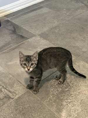 Athena - Photo 2