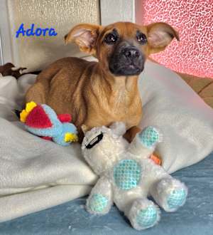 Adora(ble) ~ meet me! - Photo 3