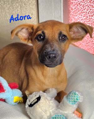 Adora(ble) ~ meet me! - Photo 2