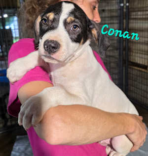 Conan ~ meet me! - Photo 2