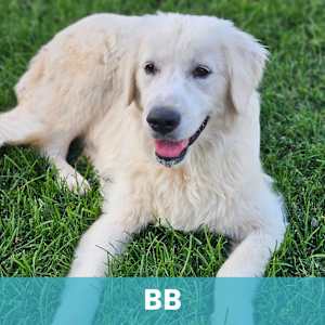 BB - Photo 1