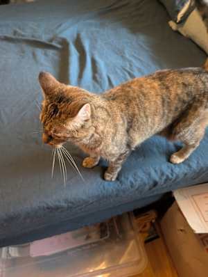 Tika - Photo 2