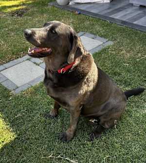 Coco Chanel - Photo 3