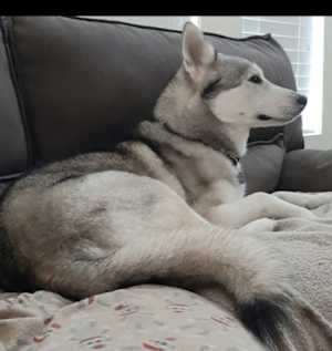Riley (CP) - Photo 2
