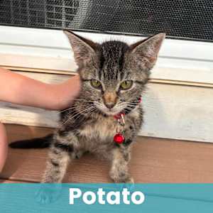 Potato - Photo 1