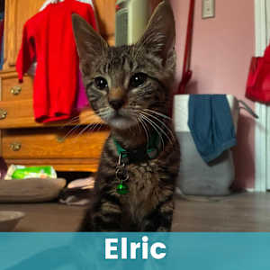 Elric - Photo 1