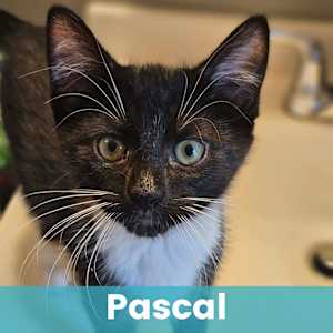 Pascal - Photo 1