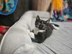 Pascal - Photo 4