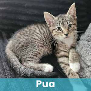 Pua - Photo 1