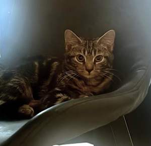 SAMPSON - Photo 1