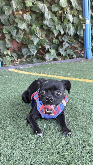 Pebbles - Photo 4