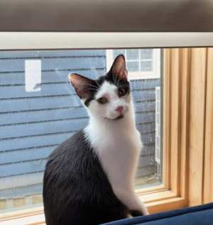 Oreo - Photo 2
