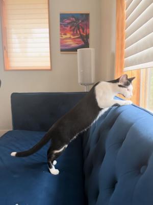 Oreo - Photo 3