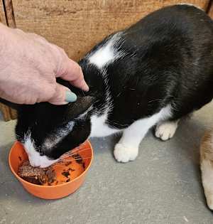 Wyatt - Photo 4