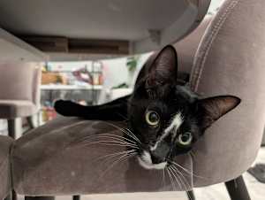 Oreo - Photo 4