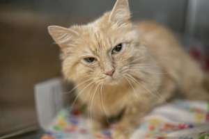 BUTTERCUP - Photo 1