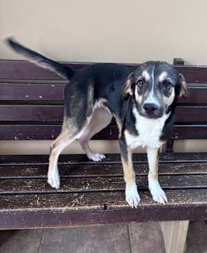 Buffy * 23 pounds full grown * - Photo 3