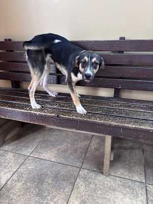 Buffy * 23 pounds full grown * - Photo 4