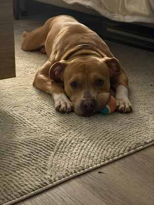 Bruno - Photo 2
