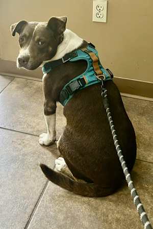 Mitzi - Photo 4