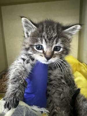 Megatron - Photo 3
