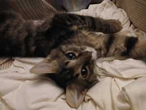 WILLOW - Photo 1