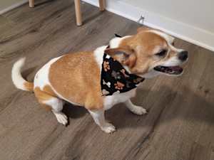 Opie - Photo 3