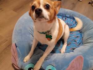 Opie - Photo 4