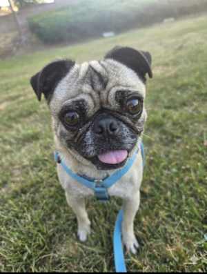 Georgie Girl - Photo 4