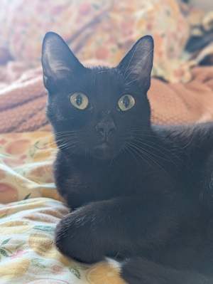 Vlad - Photo 4