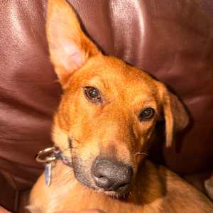 Maizie - Photo 3