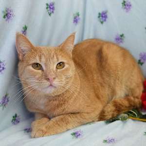 Nemo - Photo 1