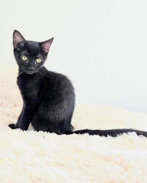 Zelda - Photo 1