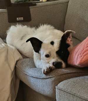 Oreo (in Foster) - Photo 1