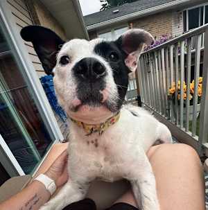 Oreo (in Foster) - Photo 2