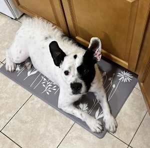 Oreo (in Foster) - Photo 3