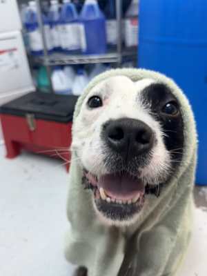 Oreo (in Foster) - Photo 4