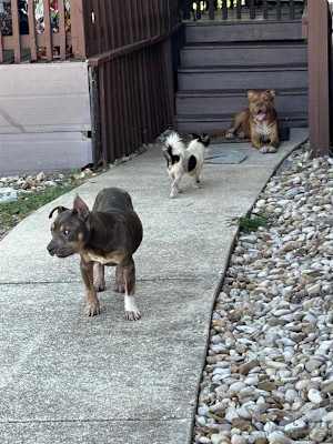 Gussy - Photo 1