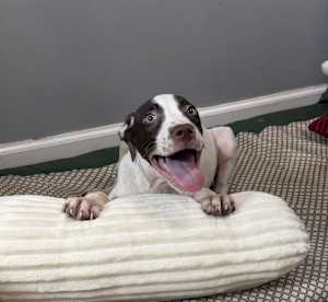 Doug - Photo 4