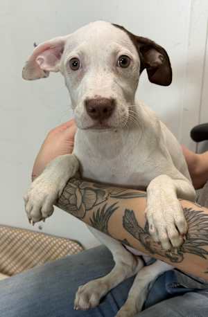 Deema - Photo 2